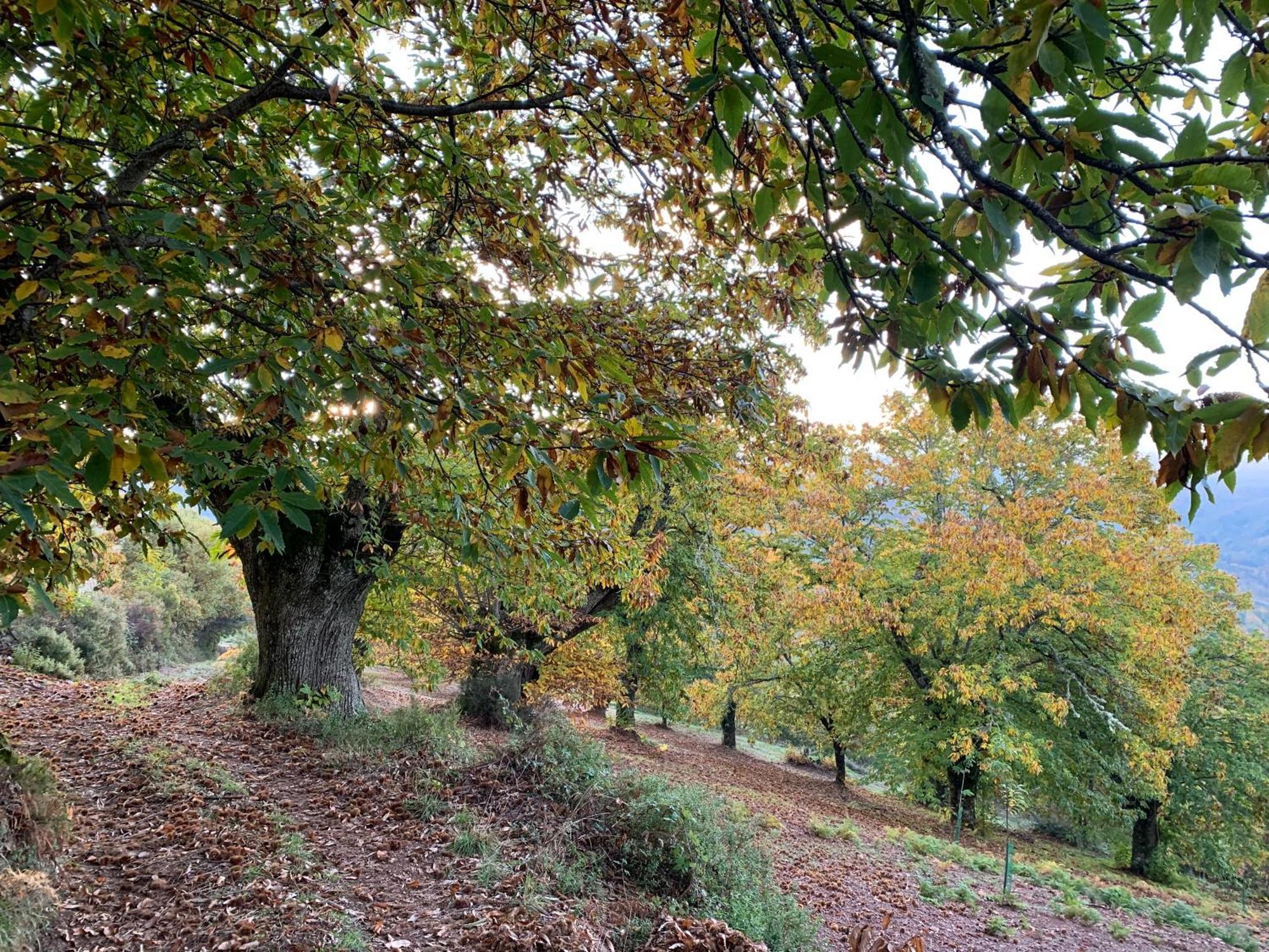 Casa Do Souto - Nature & Experiences - Turismo Rural Bragança Eksteriør bilde